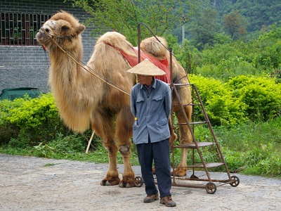 Bactrian Camel