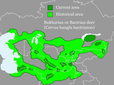 Bactrian Deer