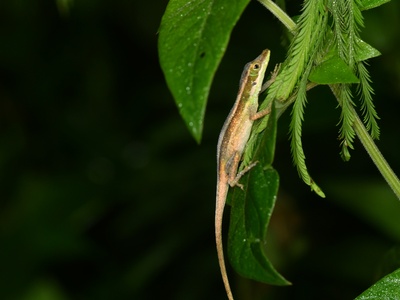 Bahoruco Anole
