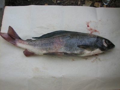 Baikal Black Grayling
