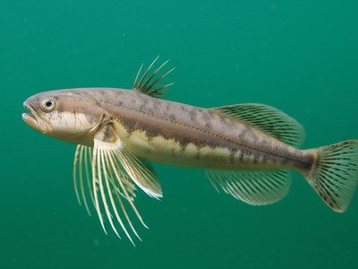Baikal Longfin Sculpin