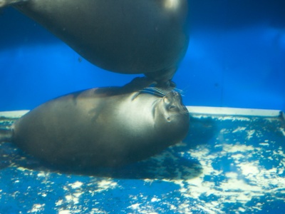 Baikal Seal