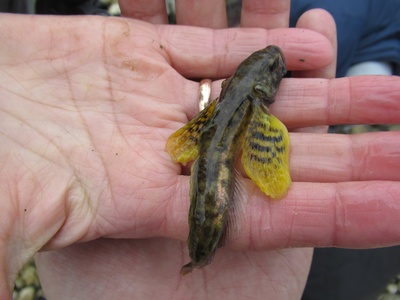 Baikal Yellowfin Sculpin