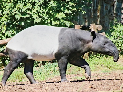 Baird's Tapir