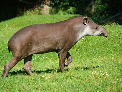 Baird's Tapir