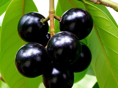 Balata