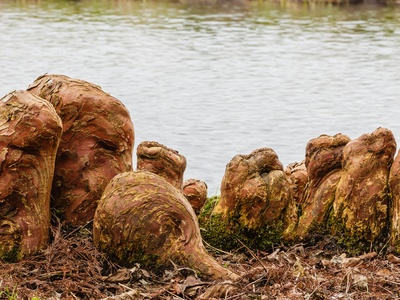 Bald Cypress