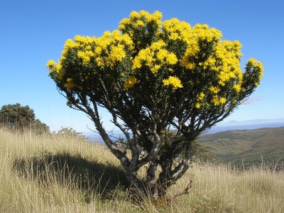 Bale Mountains St. John's Wort