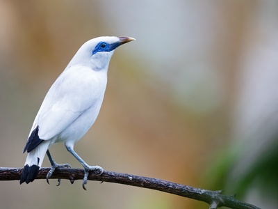 Bali Myna