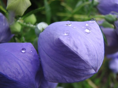 Balloon Flower