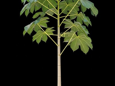 Balsa