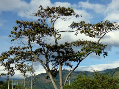 Balsa Tree