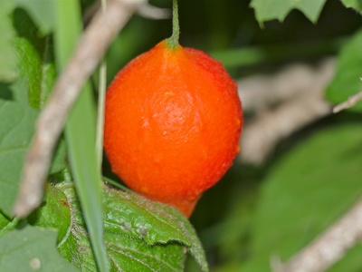 Balsam Apple