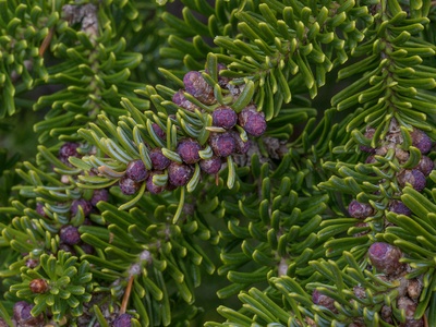 Balsam fir