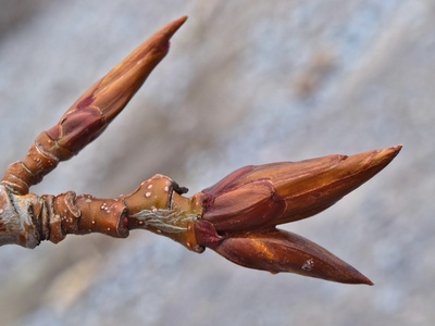 Balsam Poplar