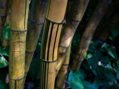 Bamboo antshrike