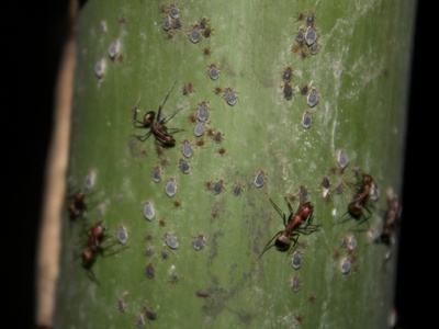 Bamboo aphid