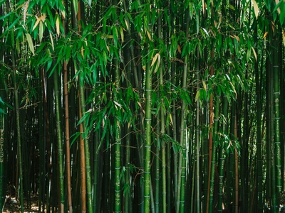 Bamboo foliage-gleaner