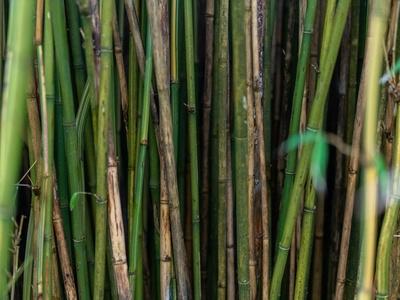 Bamboo grass skipper