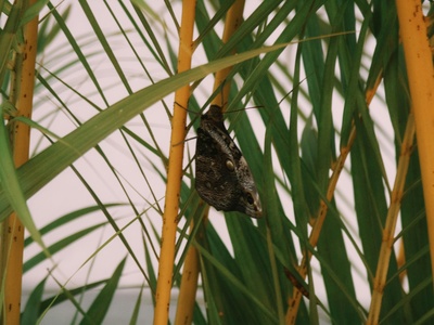 Bamboo leafroller moth
