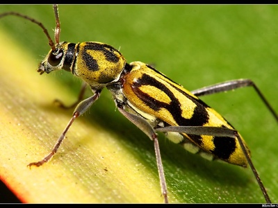 Bamboo longhorn beetle