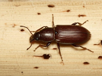 Bamboo powderpost beetle