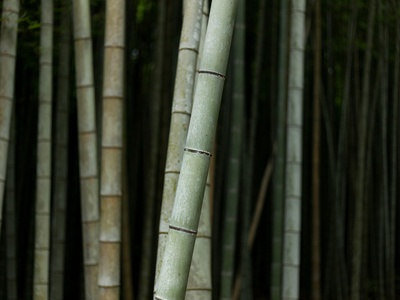 Bamboo treebrown