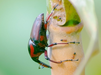 Bamboo weevil