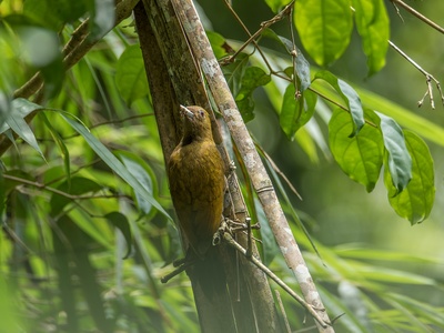 Bamboo woodpecker