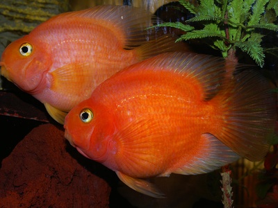 Banana cichlid