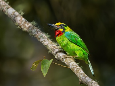 Banded Barbet