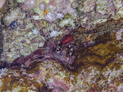 Banded Coral Shrimp
