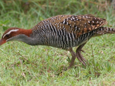 Banded Rail