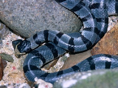 Banded Sea Krait