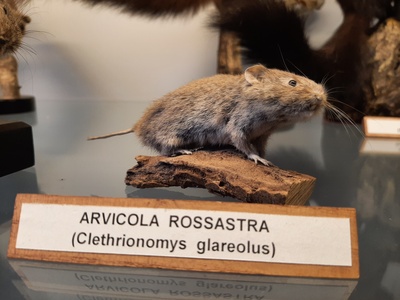 Bank Vole