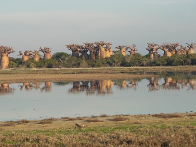 Baobab
