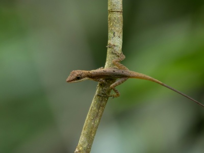 Barahona Leaf-toed Gecko