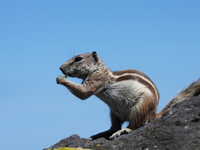 Barbary Ground Squirrel