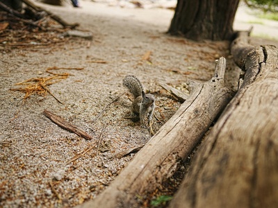 Barbary Ground Squirrel