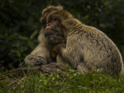 Barbary Macaque