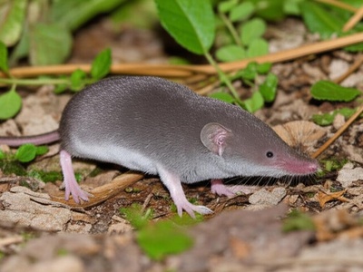 Barbary Shrew