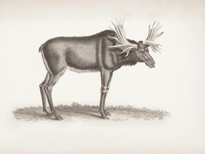Barbary Stag