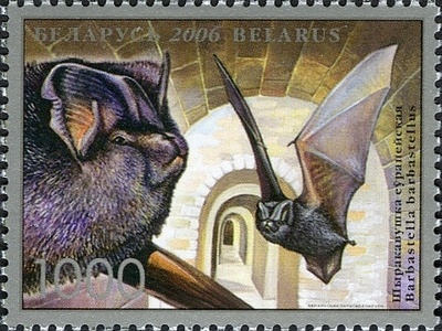 Barbastelle