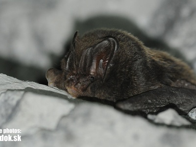 Barbastelle Bat