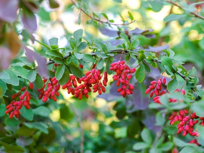 Barberry
