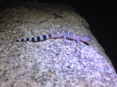 Barefoot-banded Gecko