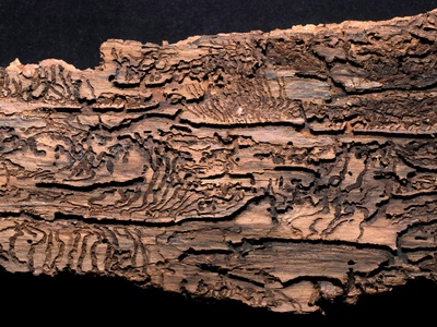 Bark Beetle