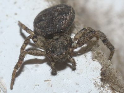 Bark Crab Spider