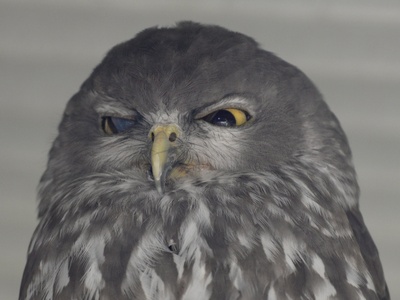 Barking Owl