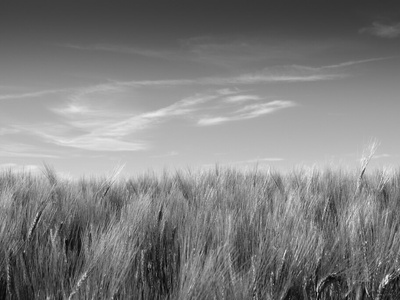 Barley